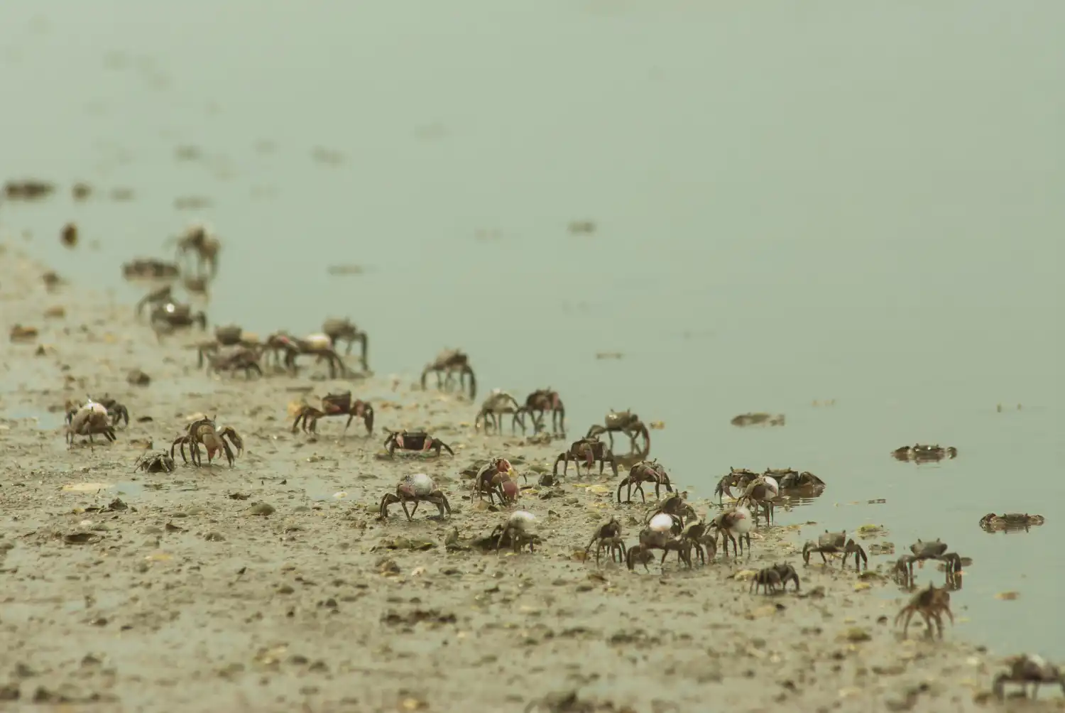 The First Rain: Sayulita&rsquo;s Mini Land Crab Migration